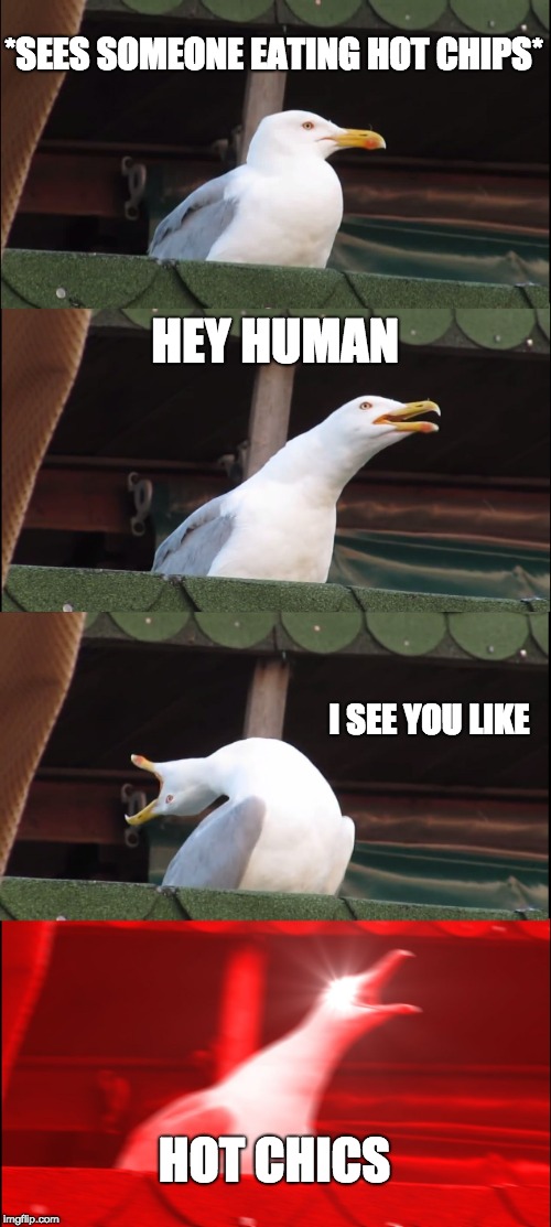 Inhaling Seagull | *SEES SOMEONE EATING HOT CHIPS*; HEY HUMAN; I SEE YOU LIKE; HOT CHICS | image tagged in memes,inhaling seagull | made w/ Imgflip meme maker