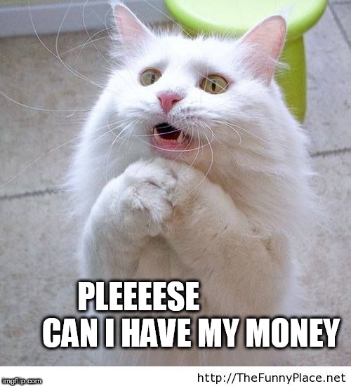 PLEEEESE                  CAN I HAVE MY MONEY | image tagged in begging cat | made w/ Imgflip meme maker