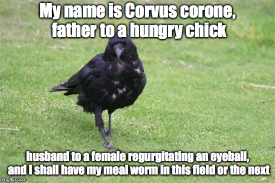 corvid |  My name is Corvus corone, father to a hungry chick; husband to a female regurgitating an eyeball, and I shall have my meal worm in this field or the next | image tagged in corvid,corvus,crow,carrion,gladiator | made w/ Imgflip meme maker