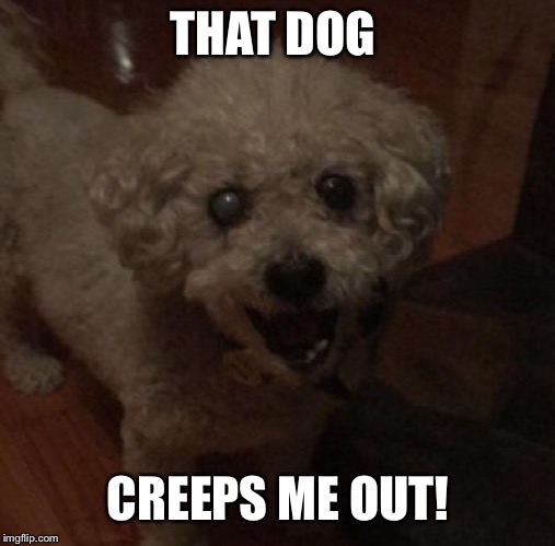 THAT DOG CREEPS ME OUT! | made w/ Imgflip meme maker