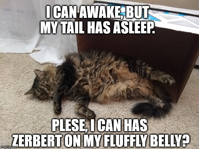 Schrödinger's Cat? | I CAN AWAKE, BUT MY TAIL HAS ASLEEP. PLESE, I CAN HAS ZERBERT ON MY FLUFFLY BELLY? | image tagged in schrodinger,cat,box | made w/ Imgflip meme maker