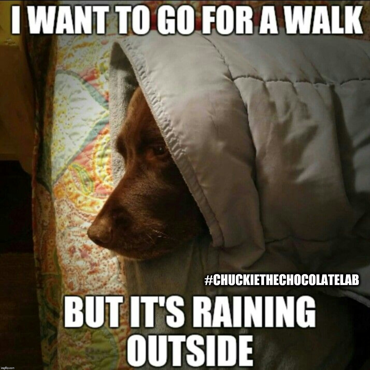 It's raining | #CHUCKIETHECHOCOLATELAB | image tagged in chuckie the chocolate lab,rain,dogs,hurricane florence,memes | made w/ Imgflip meme maker