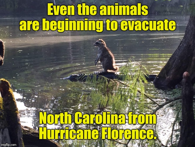 Here comes another hurricane | Even the animals are beginning to evacuate; North Carolina from Hurricane Florence. | image tagged in hurricane,animals,racoon,aligator,swamp | made w/ Imgflip meme maker