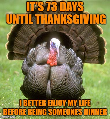 Turkey | IT'S 73 DAYS UNTIL THANKSGIVING; I BETTER ENJOY MY LIFE BEFORE BEING SOMEONES DINNER | image tagged in memes,turkey | made w/ Imgflip meme maker