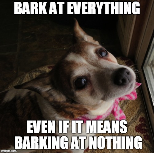 bark pixie | BARK AT EVERYTHING; EVEN IF IT MEANS BARKING AT NOTHING | image tagged in dogs,nike | made w/ Imgflip meme maker