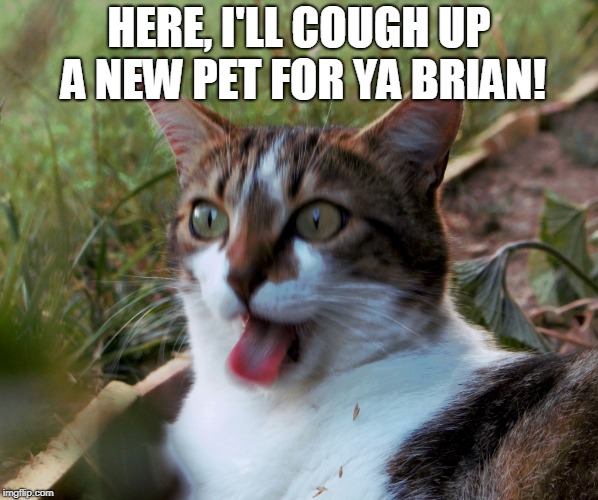 Cat vomit | HERE, I'LL COUGH UP A NEW PET FOR YA BRIAN! | image tagged in cat vomit | made w/ Imgflip meme maker