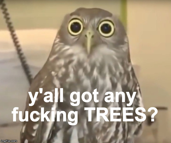 y'all got any fucking TREES? | image tagged in wide eyed owl | made w/ Imgflip meme maker