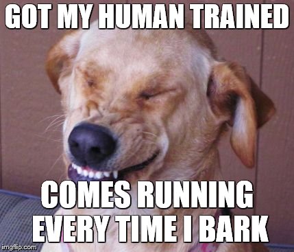 GOT MY HUMAN TRAINED COMES RUNNING EVERY TIME I BARK | made w/ Imgflip meme maker