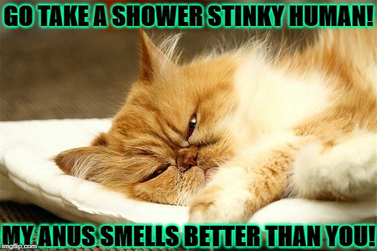 GO TAKE A SHOWER STINKY HUMAN! MY ANUS SMELLS BETTER THAN YOU! | image tagged in rude persian | made w/ Imgflip meme maker