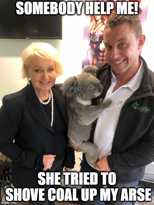 SOMEBODY HELP ME! SHE TRIED TO SHOVE COAL UP MY ARSE | image tagged in koala scared of macsween | made w/ Imgflip meme maker