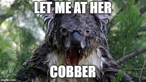 Angry Koala Meme | LET ME AT HER COBBER | image tagged in memes,angry koala | made w/ Imgflip meme maker