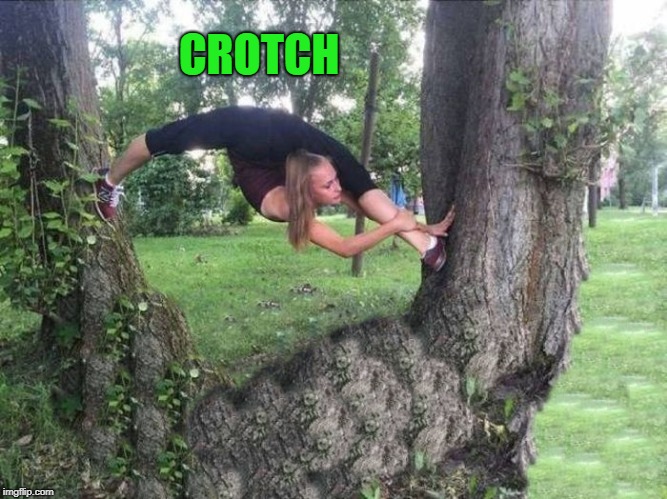 tree crotch  |  CROTCH | image tagged in stretching,tree | made w/ Imgflip meme maker