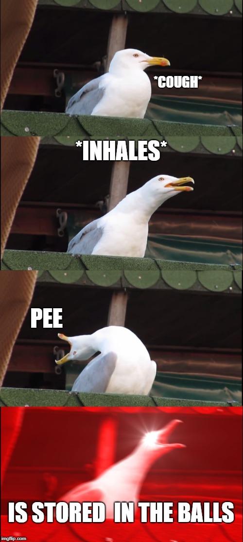 Inhaling Seagull | *COUGH*; *INHALES*; PEE; IS STORED  IN THE BALLS | image tagged in memes,inhaling seagull | made w/ Imgflip meme maker
