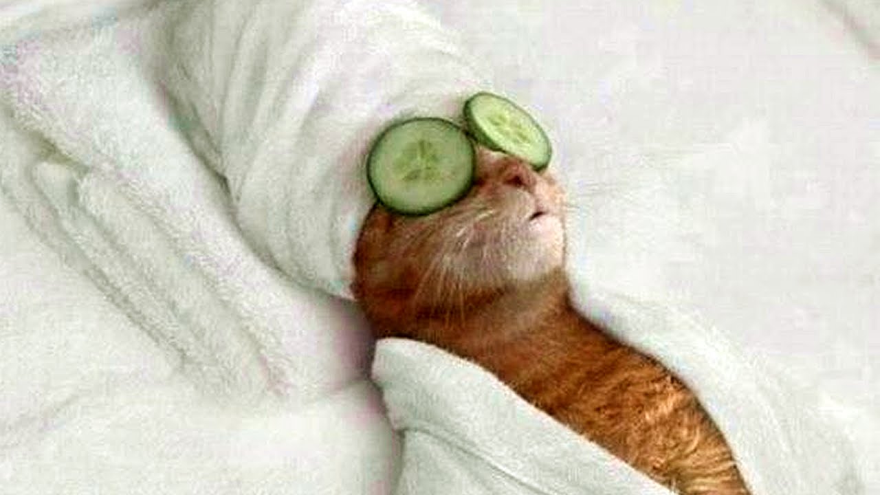 High Quality Spa Day cat Blank Meme Template