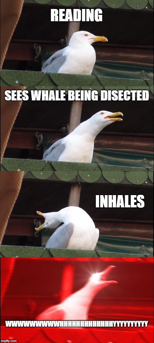 Inhaling Seagull Meme | READING; SEES WHALE BEING DISECTED; INHALES; WWWWWWWWWHHHHHHHHHHHHHYYYYYYYYYY | image tagged in memes,inhaling seagull | made w/ Imgflip meme maker