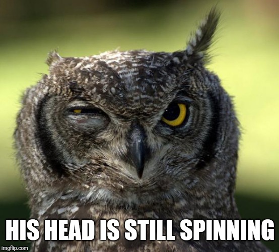 WTF Owl | HIS HEAD IS STILL SPINNING | image tagged in wtf owl | made w/ Imgflip meme maker