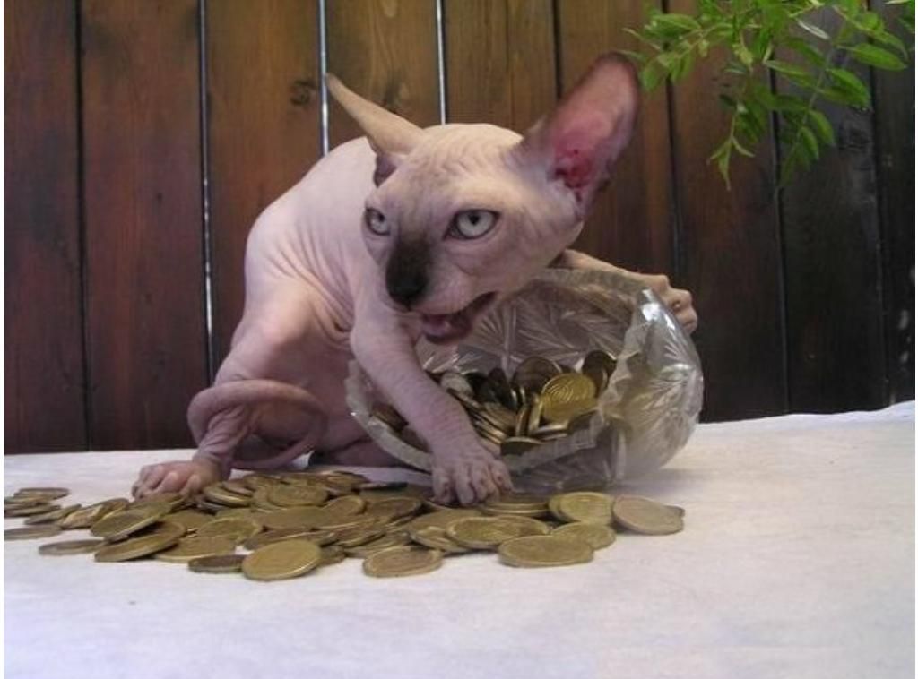 Hairless cat hoarding precious coins Blank Meme Template