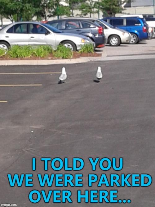 They're on a fly/drive holiday... :) | I TOLD YOU WE WERE PARKED OVER HERE... | image tagged in lost seagulls,memes,animals,birds | made w/ Imgflip meme maker