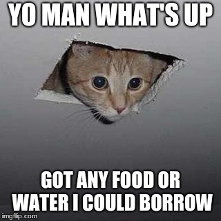 Ceiling Cat | YO MAN WHAT'S UP; GOT ANY FOOD OR WATER I COULD BORROW | image tagged in memes,ceiling cat | made w/ Imgflip meme maker