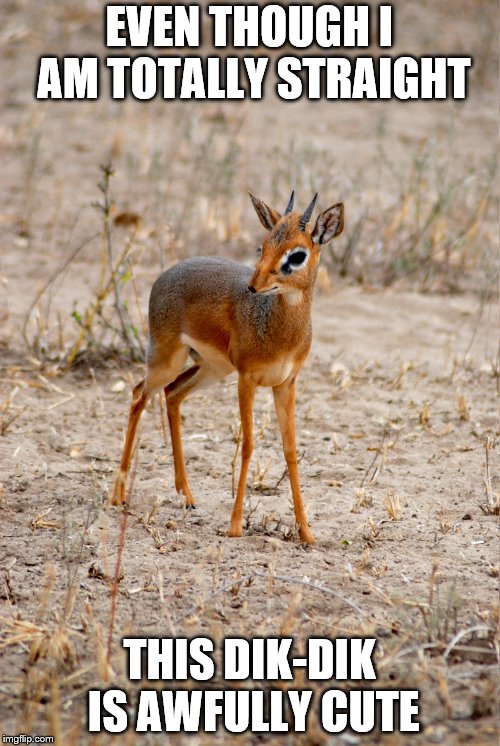 Your name is Richard Johnson? | EVEN THOUGH I AM TOTALLY STRAIGHT; THIS DIK-DIK IS AWFULLY CUTE | image tagged in dick jokes,funny names,mem | made w/ Imgflip meme maker