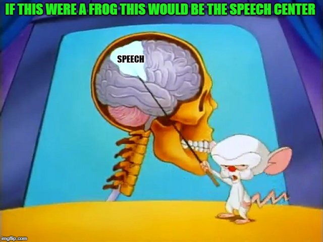 the brain | IF THIS WERE A FROG THIS WOULD BE THE SPEECH CENTER SPEECH | image tagged in the brain | made w/ Imgflip meme maker