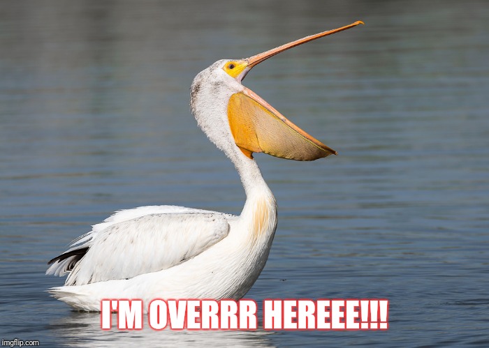 Where are the Fishes? | I'M OVERRR HEREEE!!! | image tagged in american,white,pelican | made w/ Imgflip meme maker