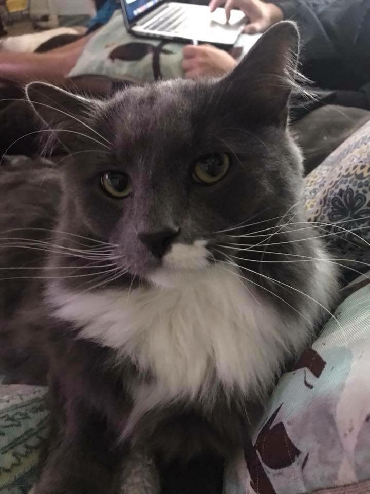 Cats whiskers Blank Meme Template