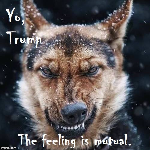 Dogs Hate Trump | image tagged in trump,dogs,trump hates dogs | made w/ Imgflip meme maker