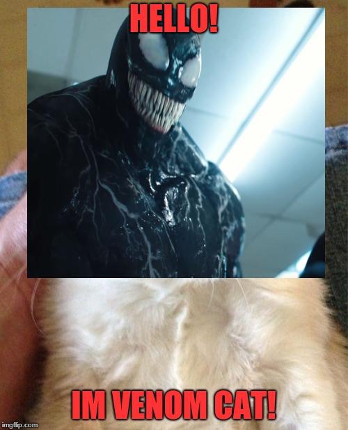 Venom cat | HELLO! IM VENOM CAT! | image tagged in venom cat | made w/ Imgflip meme maker