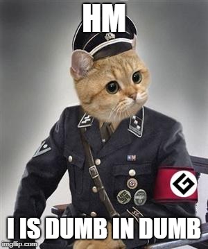 Grammar Nazi Cat | HM; I IS DUMB IN DUMB | image tagged in grammar nazi cat | made w/ Imgflip meme maker