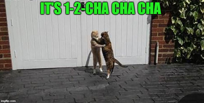 cat dance | IT'S 1-2-CHA CHA CHA | image tagged in cats,fight | made w/ Imgflip meme maker