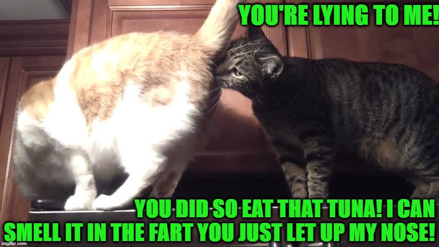 YOU'RE LYING TO ME! YOU DID SO EAT THAT TUNA! I CAN SMELL IT IN THE FART YOU JUST LET UP MY NOSE! | image tagged in tuna fart | made w/ Imgflip meme maker