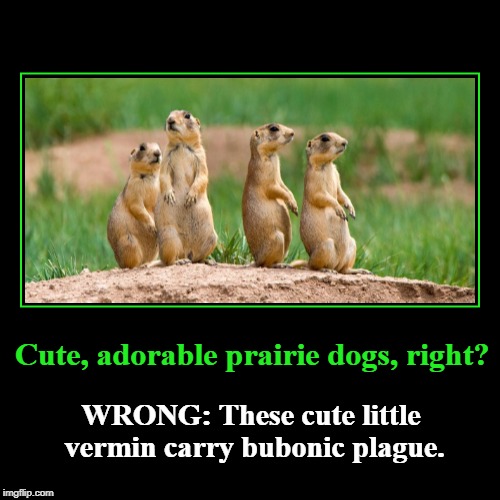 Cute, adorable prairie dogs, right? | Cute, adorable prairie dogs, right? | WRONG: These cute little vermin carry bubonic plague. | image tagged in cute adorable prairie dogs,vermin,bubonic plague,plague outbreak in utah | made w/ Imgflip demotivational maker