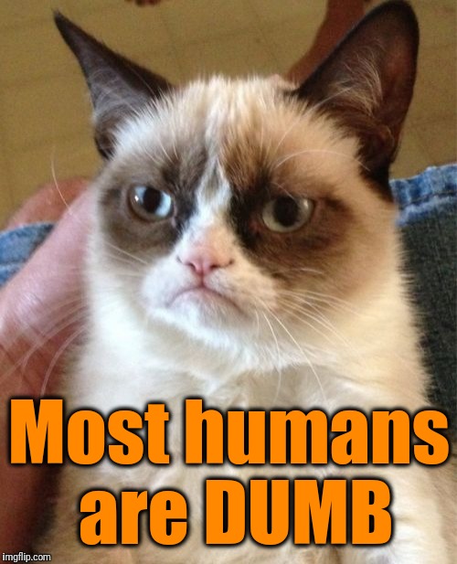 Grumpy Cat Meme | Most humans are DUMB | image tagged in memes,grumpy cat | made w/ Imgflip meme maker