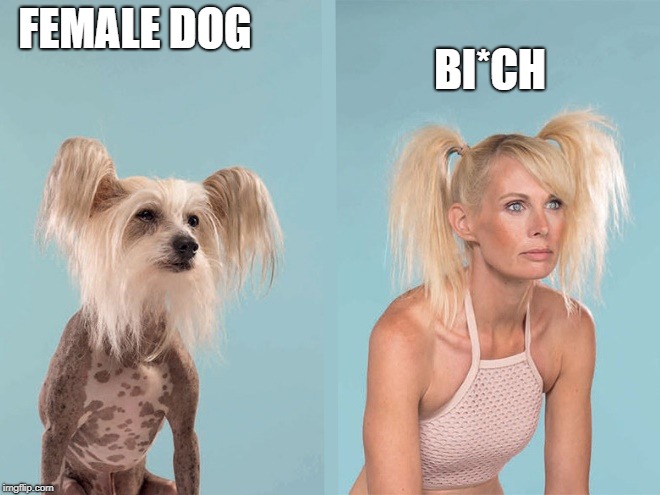 look a like | FEMALE DOG; BI*CH | image tagged in dog,human | made w/ Imgflip meme maker