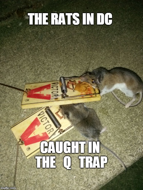 Dead rats | THE RATS IN DC; CAUGHT IN THE   Q   TRAP | image tagged in dead rats | made w/ Imgflip meme maker