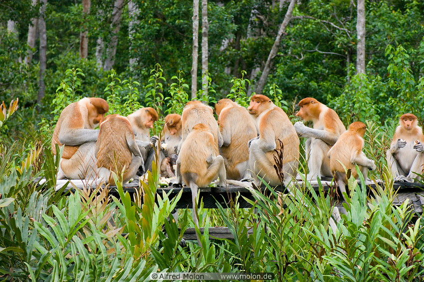 Proboscis monkey breakfast Blank Meme Template