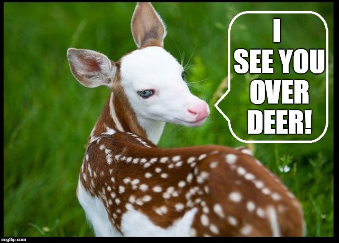 I Once Got Shit-Faced, But I Used Bleach! | I SEE YOU OVER DEER! | image tagged in vince vance,rare white-faced deer,blue-eyed deer,deer,memes,nature | made w/ Imgflip meme maker