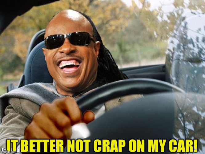 Stevie Wonder Driving | IT BETTER NOT CRAP ON MY CAR! | image tagged in stevie wonder driving | made w/ Imgflip meme maker