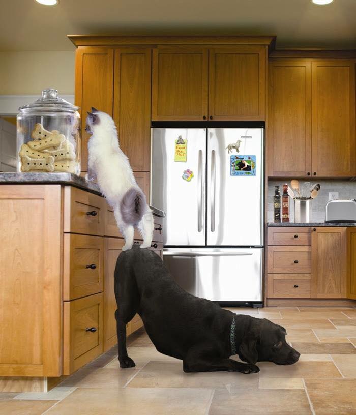 High Quality Cat and Dog Treats Blank Meme Template