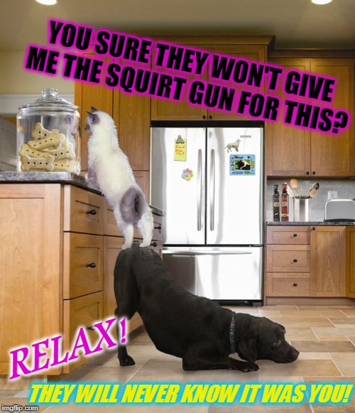When dogs become a bad influence. | YOU SURE THEY WON'T GIVE ME THE SQUIRT GUN FOR THIS? RELAX! THEY WILL NEVER KNOW IT WAS YOU! | image tagged in cat and dog treats,nixieknox,memes | made w/ Imgflip meme maker