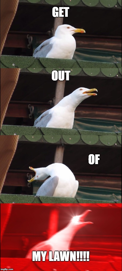 Inhaling Seagull Meme | GET OUT OF MY LAWN!!!! | image tagged in memes,inhaling seagull | made w/ Imgflip meme maker