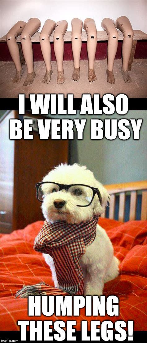 When you gotta job to do, a dog will get it done on hump day. | I WILL ALSO BE VERY BUSY; HUMPING THESE LEGS! | image tagged in memes,cute dogs,humpday,funny meme,dog fun | made w/ Imgflip meme maker
