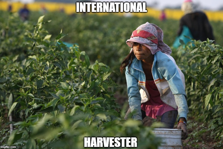 Taking a Crop In a Bucket | INTERNATIONAL; HARVESTER | image tagged in memes | made w/ Imgflip meme maker