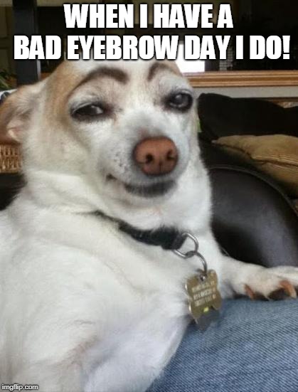 dog eyebrows | WHEN I HAVE A BAD EYEBROW DAY I DO! | image tagged in dog eyebrows | made w/ Imgflip meme maker