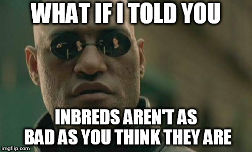 Matrix Morpheus Meme | WHAT IF I TOLD YOU; INBREDS AREN'T AS BAD AS YOU THINK THEY ARE | image tagged in memes,matrix morpheus,inbred,inbreds,inbreed,inbreeding | made w/ Imgflip meme maker