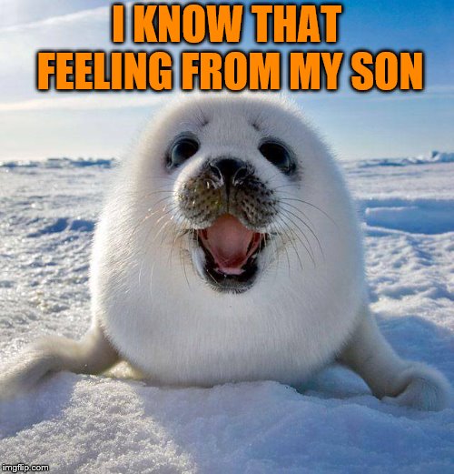 cute seal | I KNOW THAT FEELING FROM MY SON | image tagged in cute seal | made w/ Imgflip meme maker