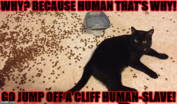 WHY? BECAUSE HUMAN THAT'S WHY! GO JUMP OFF A CLIFF HUMAN-SLAVE! | image tagged in because that's why | made w/ Imgflip meme maker