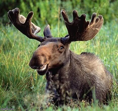 Smiling moose | T | image tagged in smiling moose | made w/ Imgflip meme maker