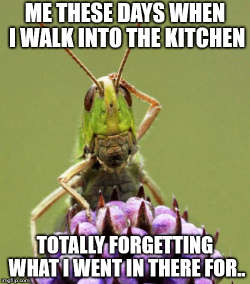 Confused Grasshopper | ME THESE DAYS WHEN I WALK INTO THE KITCHEN; TOTALLY FORGETTING WHAT I WENT IN THERE FOR.. | image tagged in confused grasshopper | made w/ Imgflip meme maker